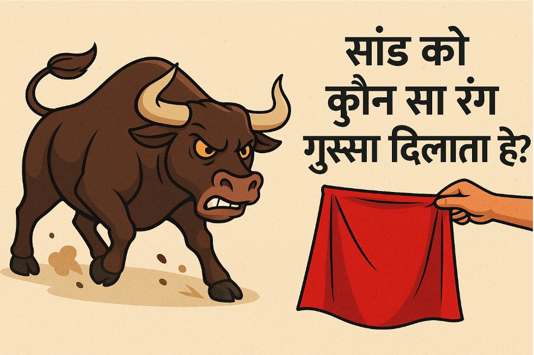 सांड को कौन सा रंग गुस्सा दिलाता है?